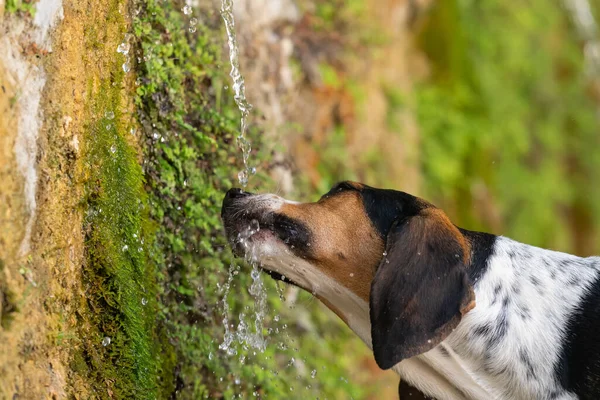 Dorstige Hond Drinkwater Uit Een Fontein — Stockfoto