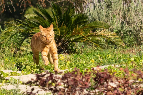 Tabby cat running fast at home garden.