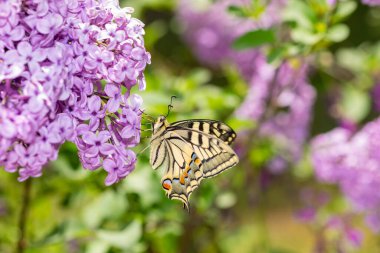 Kırlangıç (Iphiclides podalirius) bir bitkinin nektarını içen kelebek makrosu..