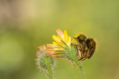 Eulasia nitidicollis glaphyrid böcekler çiftleşirken üst üste. Makro fotoğraf.