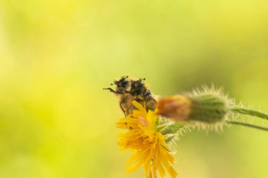 Glaphyrid böcekleri bir çiçeğin üzerinde senkronize bir şekilde güzel bir arkaplana karşı.