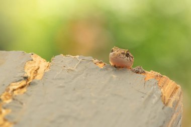 Bir kertenkelenin kafasının ağaçların tepesindeki makro fotoğrafı. Komik bir an.. 