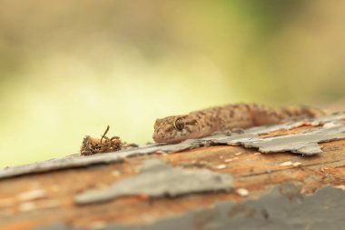 Bir kertenkelenin ağaç kesiminin üstünde yürümesini yakından izleyin. Makro fotoğrafçılık.