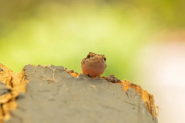 Divertente Macro Foto Una Lucertola Che Cerca Arrampicarsi Sul Legno — Foto Stock