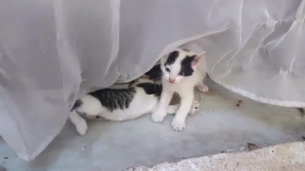 Śmieszne Kotki Bawią Się Bawią — Wideo stockowe