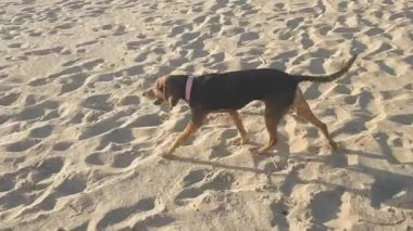 Güneşli bir yaz gününde köpek sahilde yürüyor..