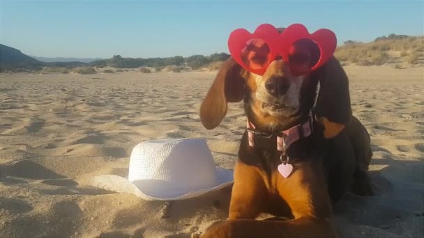 海滩上长耳朵的雌性滑稽狗 戴着红色心形太阳镜 — 图库视频影像