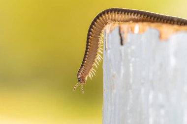 Ağaç kesiminde solucan makro fotoğrafı. Kapat..