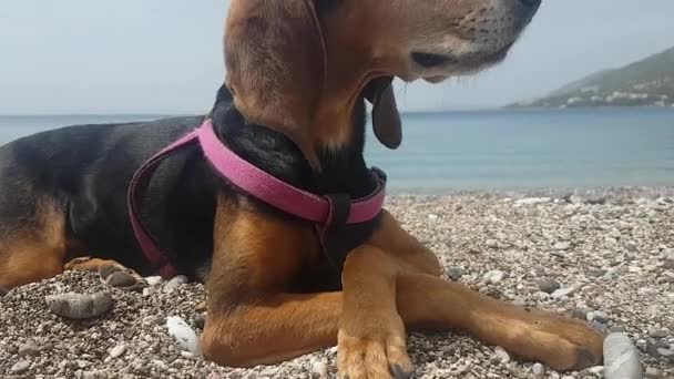 Szczęśliwy Pies Plaży Pozowanie Nogami Skrzyżowane Siedzi Ładny Sposób — Wideo stockowe