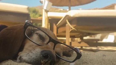Köpek gözlük takarak denizde uyanıyor. Kumsalda bir köpekle komik bir an..