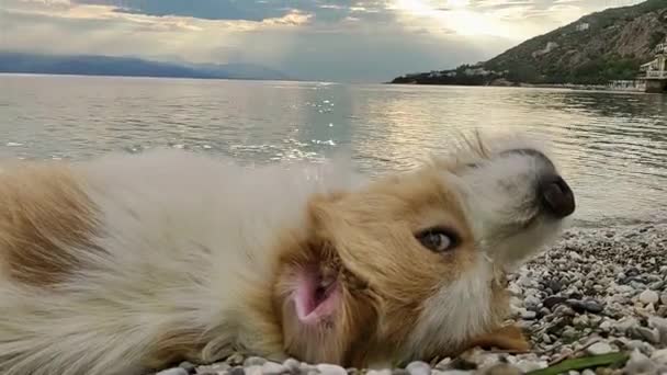 Funny Dog Look Posing Upside Sea Close View — Stock Video