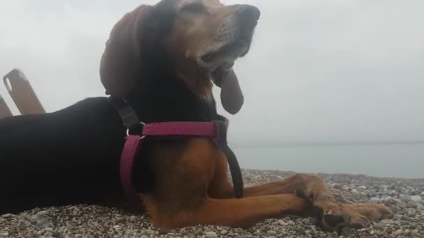 Zabawny Pies Siedzący Plaży Pozujący Relaksujący Sposób — Wideo stockowe