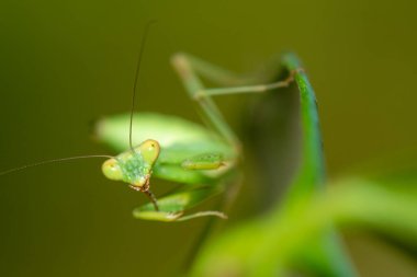 Yeşil yapraklı yeşil peygamber devesi. Makro fotoğraf.
