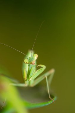Green mantis on a green leaf close up view. Macro photo.