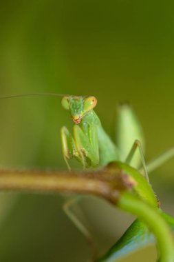 Yeşil yapraklı yeşil peygamber devesi. Makro fotoğraf.