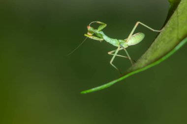 Yeşil yapraklı yeşil peygamber devesi. Makro fotoğraf.