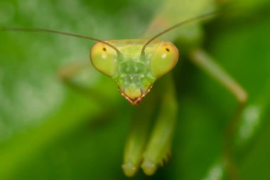 Yeşil yapraklı yeşil peygamber devesi. Makro fotoğraf.