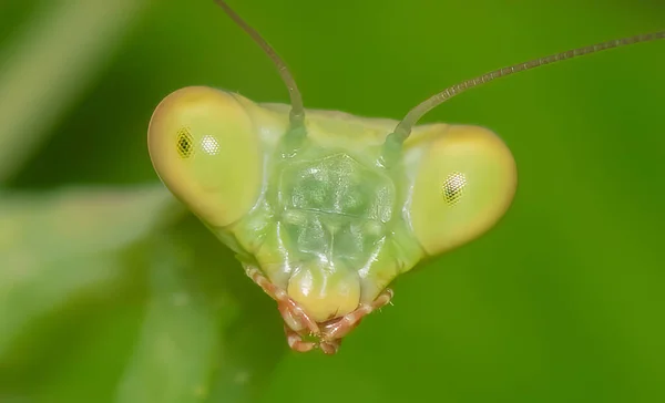 緑の葉の上の緑のカマキリがビューを閉じます マクロ写真 — ストック写真