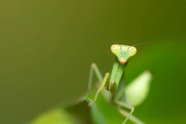 Green Mantis Green Leaf Close View Macro Photo — Zdjęcie stockowe