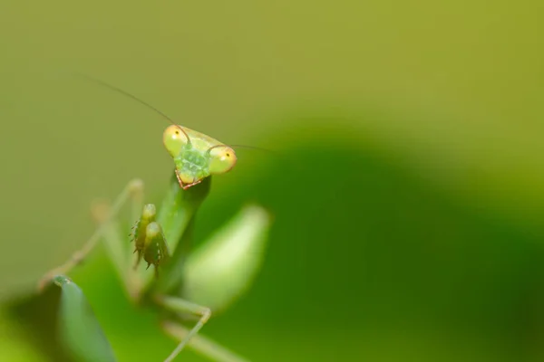 Green Mantis Green Leaf Close View Macro Photo — Zdjęcie stockowe