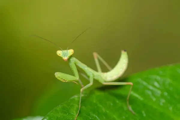 绿叶上的绿螳螂近视 宏观照片 — 图库照片