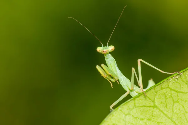 Mantis Verde Una Hoja Verde Vista Cerca Macro Foto —  Fotos de Stock