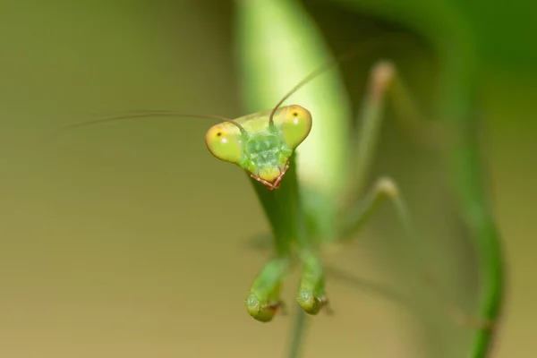 緑の葉の上の緑のカマキリがビューを閉じます マクロ写真 ストックフォト