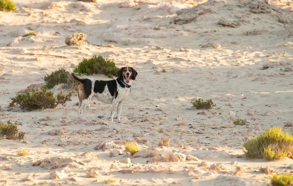 Hunt Dog Elafonisos Island Greece — Stockfoto