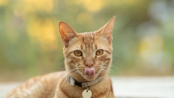 Funny Portrait Ginger Cat Tongue Out — Stock Photo, Image