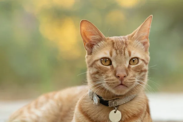 Close Portrait Ginger Male Cat — Stock Photo, Image