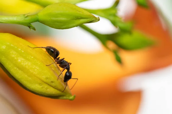 Ant Yellow Plant Eating Out Nature — Stockfoto