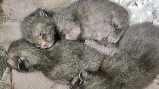 Małe Koty Śpiące Sobie Poczuć Ciepło — Wideo stockowe