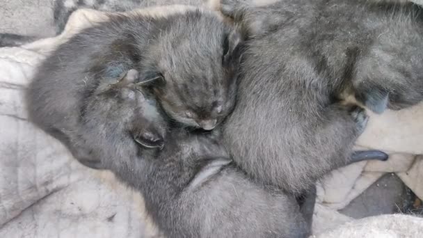 Yeni Doğmuş Şirin Siyah Kedi Uyuyor — Stok video