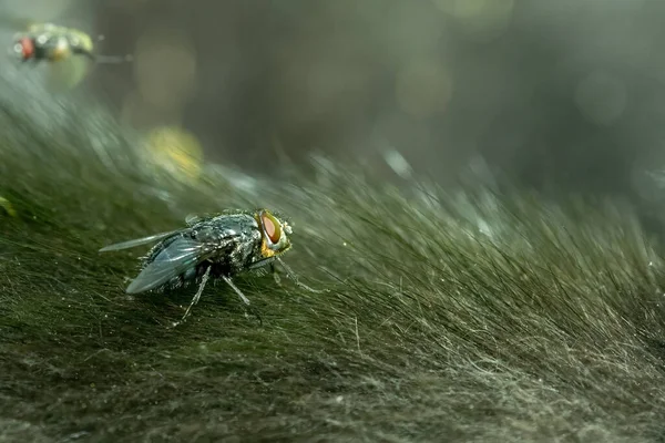 Leť Psí Tělo Zavřít Pohled — Stock fotografie