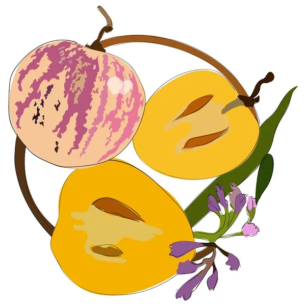 Pêra de melão, pepino ou pepino doce — Vetor de Stock