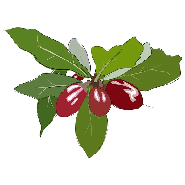 Fruto milagroso de bayas rojas, syncepalum — Vector de stock