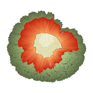 Bir Pandanus 'un renk vektörü çizimi bir tropikal meyvenin çekirdeği