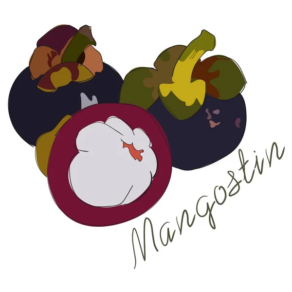 Mangosteen. Cartoon mangosteen isolated on white background. — Stock Vector