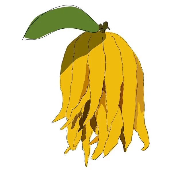 Illustrazione Vettoriale Cedro Dita Isolata Sfondo Bianco Juicy Tropicale Frutta — Vettoriale Stock