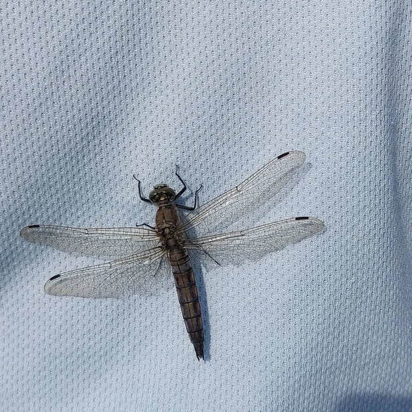 Yusufçuğun fotoğrafı. Yakından.