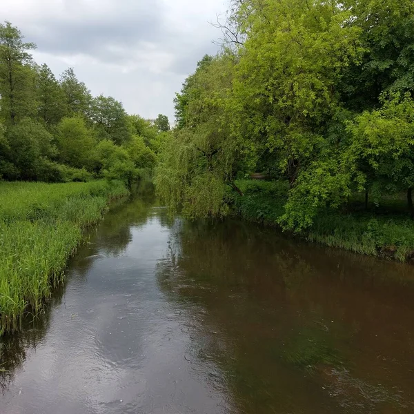Ormandaki yeşil nehir 