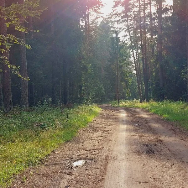 Sabahları ormanda yürüyorum. 