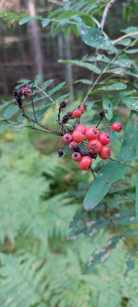 Ağaçtaki kırmızı meyveler