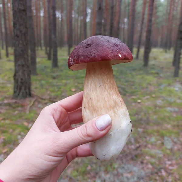 Ellerinde büyük bir tuvalet var. 