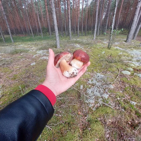 Ormanda mantar toplayan biri. 