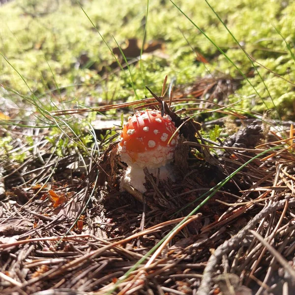 Ormandaki zehirli mantar. 