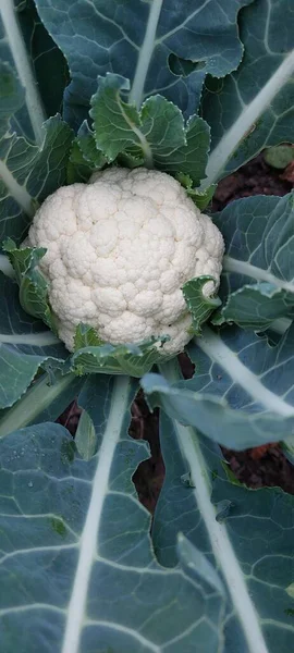 Bahçede bir kalibrasyon. 