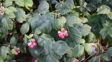 Kadınların çalılarından topladığı ahududu.