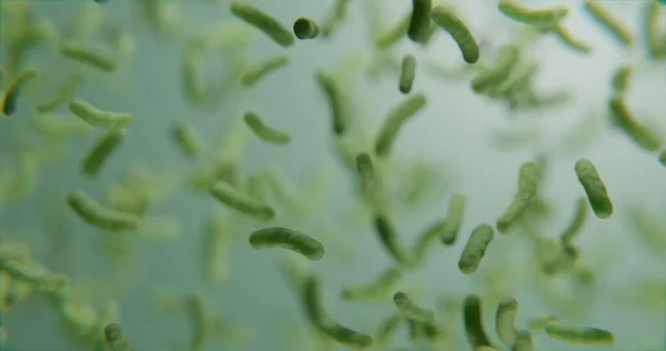 Зеленые бактерии под микроскопом — стоковое фото