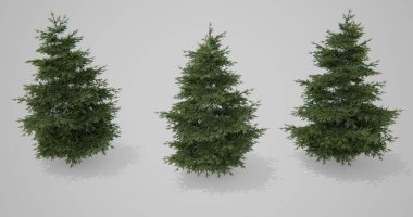 Beyaz zemin üzerinde üç Noel ağaçları
